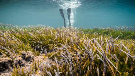Why We're Stoked About Seagrass: Working With SeaTrees to Protect Blue Carbon Ecosystems